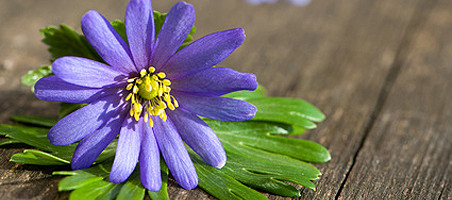 Balkonpflanzen mit blauen Blüten