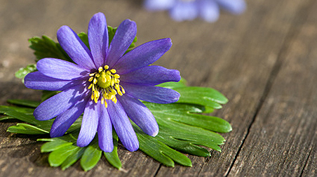 Nordisch frisch: Balkonpflanzen mit blauen Blüten