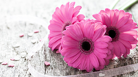 Romantisch bis schrill: Balkonpflanzen mit rosa Blüten oder pink blühend