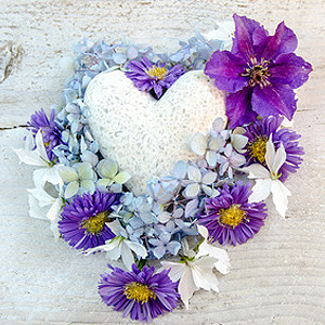 Balkonpflanzen mit violetten Blüten