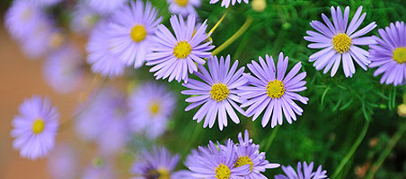 Blaues Gänseblümchen