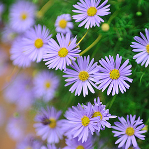 Blaues Gänseblümchen Blaues Gänseblümchen