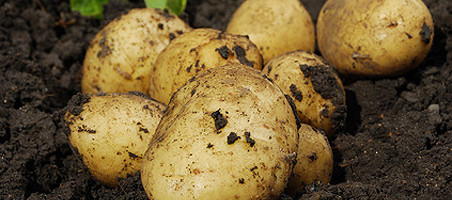 Kartoffeln anbauen