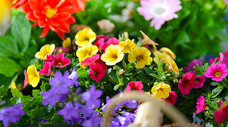 Zauberglöckchen – farbenfrohe und überwältigende Blütenfülle auf Balkon und Terrasse