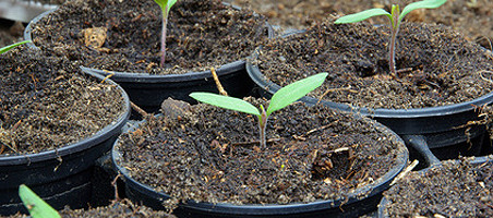 Tomaten säen