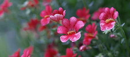 Elfenspiegel