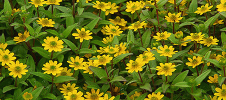 Husarenknöpfchen