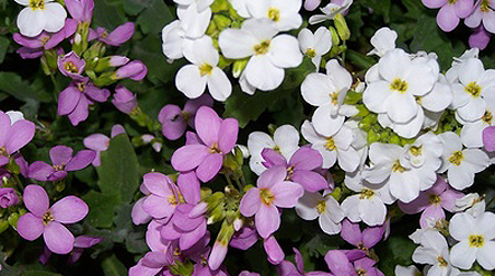 Duftsteinrich – kleine Blüten, die herrlich duften