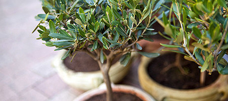 Olivenbäumchen