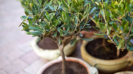 Olivenbäumchen – ein mediterraner Gruß auf dem Balkon