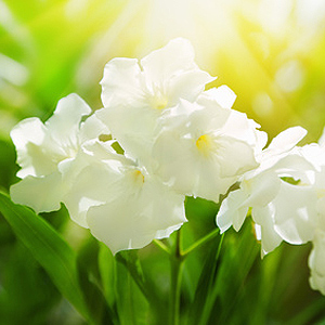 Schädlinge am Oleander Schädlinge am Oleander