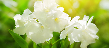 Schädlinge am Oleander
