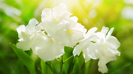 Schädlinge am Oleander
