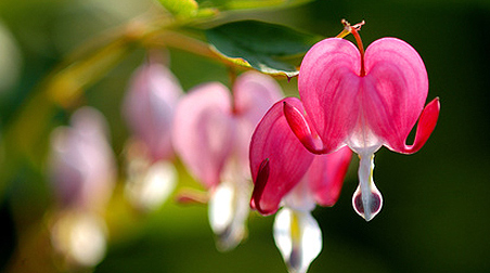 Tranendes Herz Standort Pflege Vermehren Pflanzen Uberwintern Giftig
