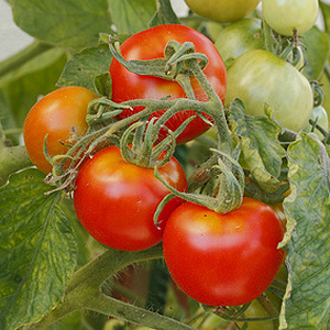 Grünkragen an Tomaten Grünkragen an Tomaten