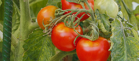 Grünkragen an Tomaten