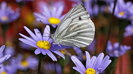Kapaster – einmalige blaue Blütenfülle