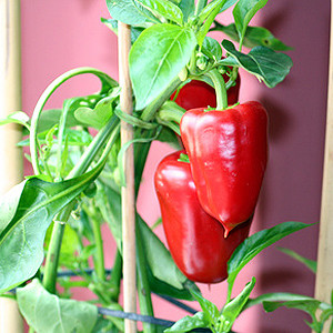 Paprika