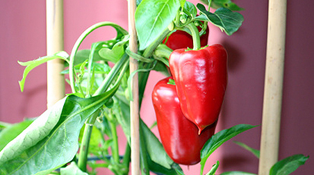 Paprika – Anbau ist auch auf dem Balkon möglich