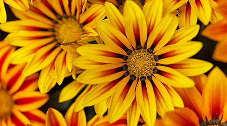 Gazanien – Sonnenanbeter mit tollen Blüten
