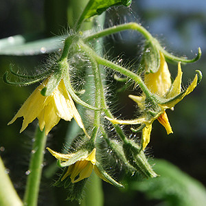 Tomatenblüten