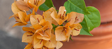 Bougainvillee überwintern