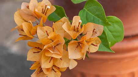 Bougainvillee überwintern