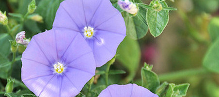 Blaue Mauritius überwintern