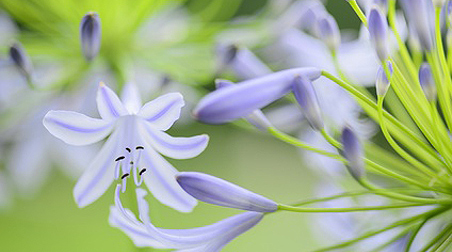 Schmucklilien