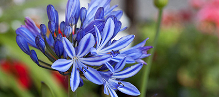 Schmucklilien überwintern