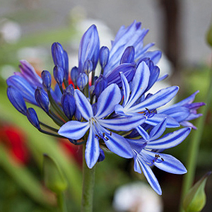 Schmucklilien überwintern