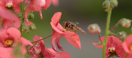 Elfensporn