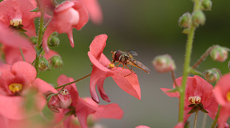 Elfensporn