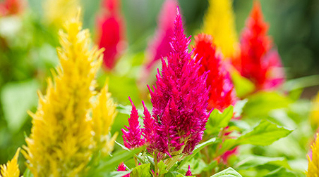 Federbusch – zauberhafte Blütenschöpfe in verschiedenen Farben