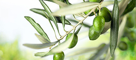 Olivenbäumchen überwintern