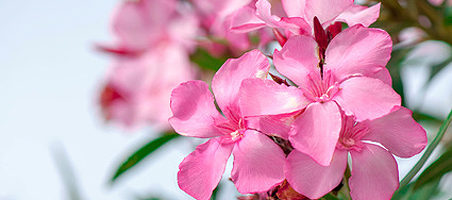 Krankheiten am Oleander