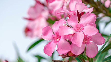 Krankheiten am Oleander