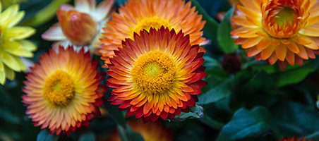 Strohblumen