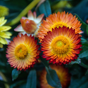 Strohblumen Strohblumen