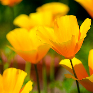 Kalifornischer Mohn