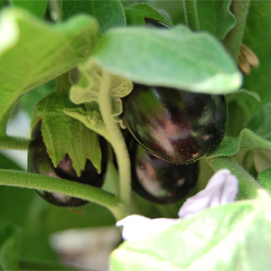 Kleine Auberginen