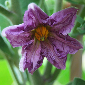 Aubergine Blüte