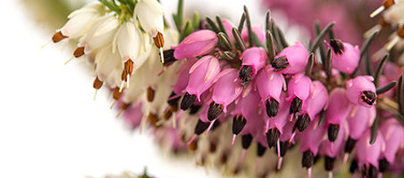 weiße und rosa Schneeheide