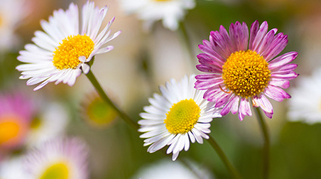 Spanisches Gänseblümchen