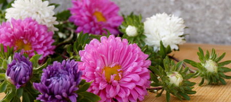 Sommeraster