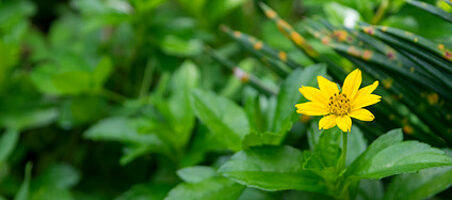 Sterntalerblume
