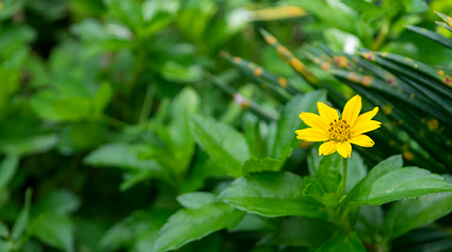 Sterntalerblume – viele leuchtende Blütensterne