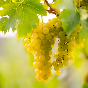 Weinreben mit grünen Trauben Weinreben mit grünen Trauben