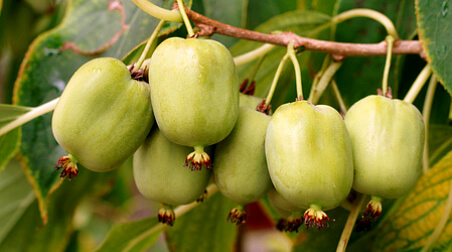 Früchte einer Kiwi