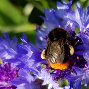 Insekt auf Kornblume